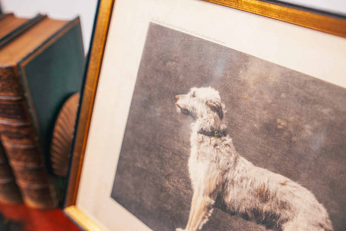 Vintage Roaming Irish Wolfhound Framed Black & White Print